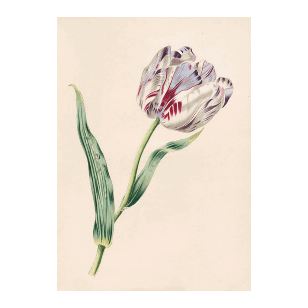 ‍The Tulip (1847) (100% off)