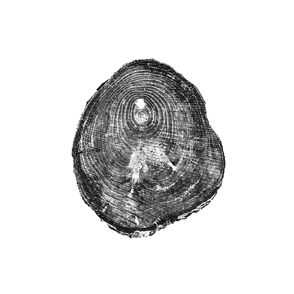Tree Rings I