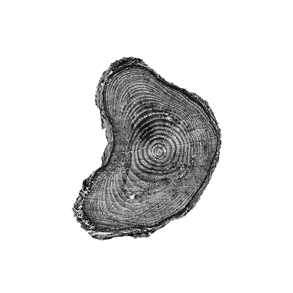 Tree Rings II