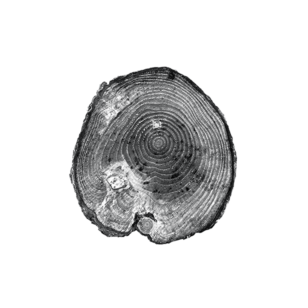 Tree Rings III