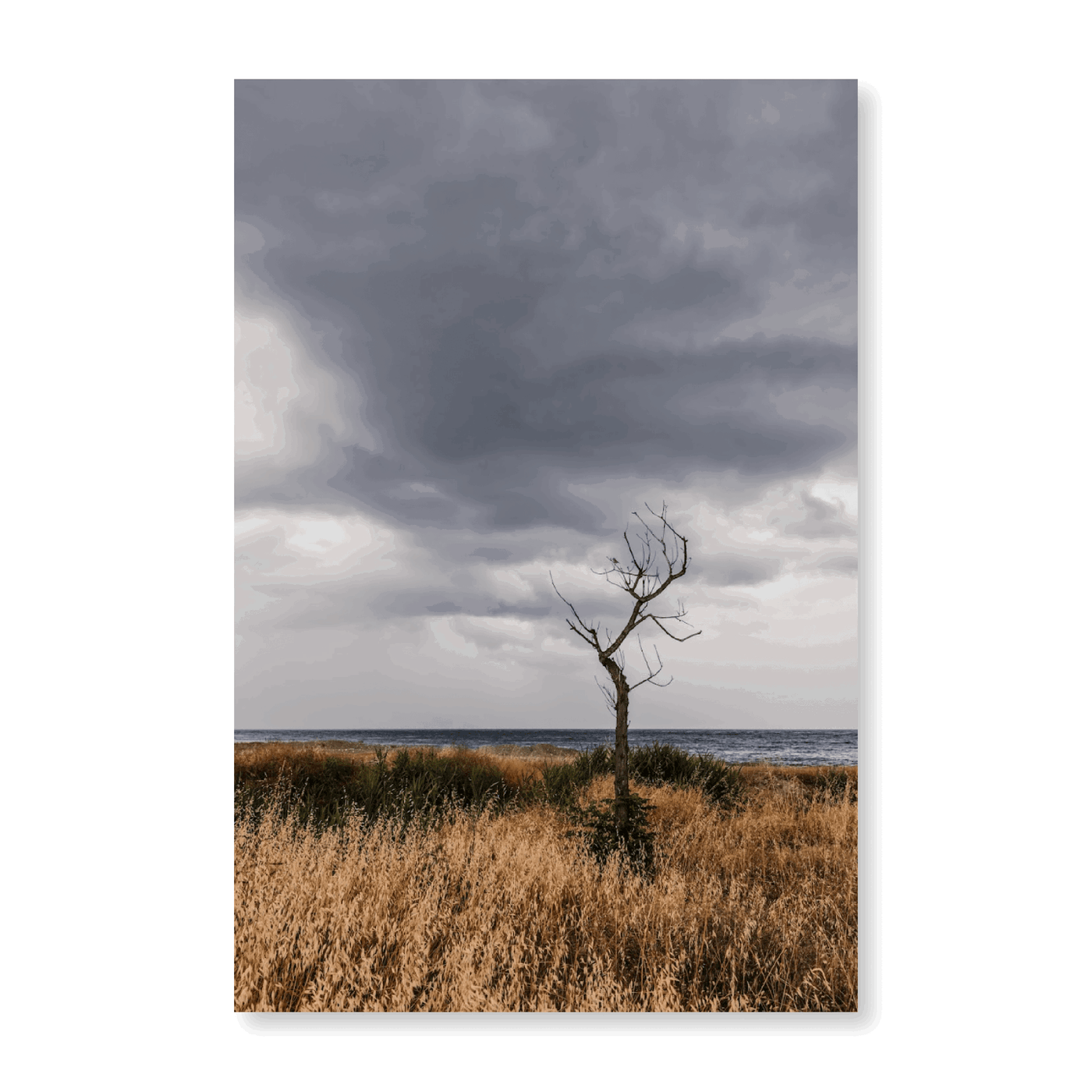 Tree At The Beach - Jasper & Jute