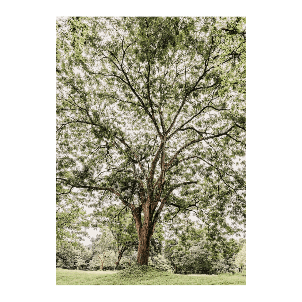 Tree In A Botanical Garden