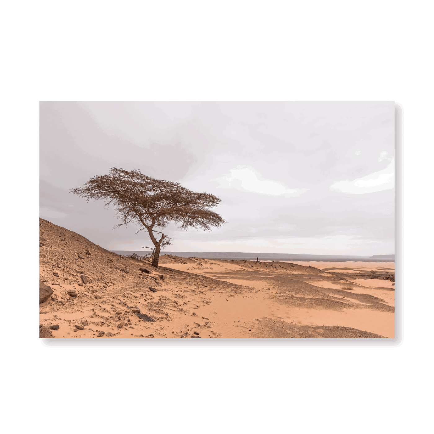 Tree In The Sahara Desert - Jasper & Jute