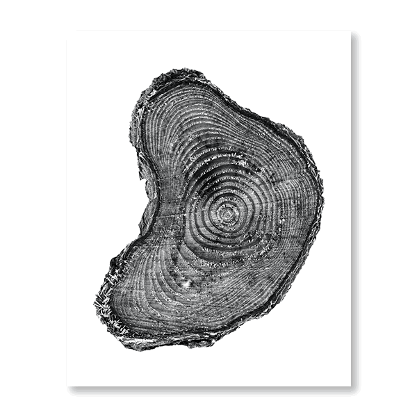 Tree Rings II - Jasper & Jute