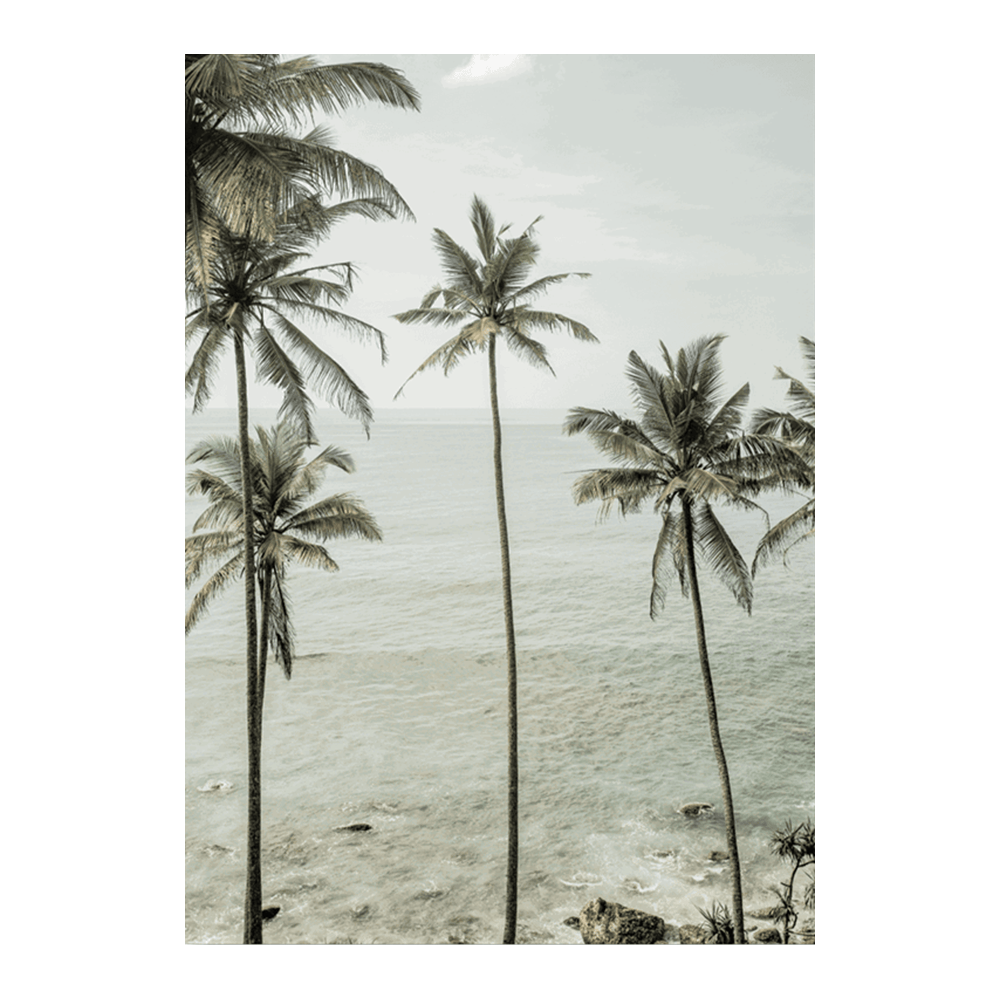 Tropical Dreams