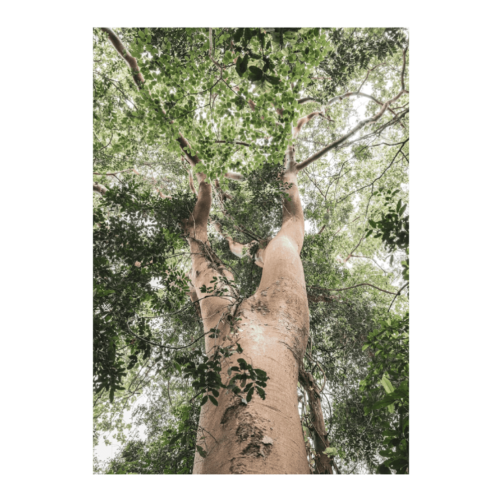Tropical Tree In The Forest