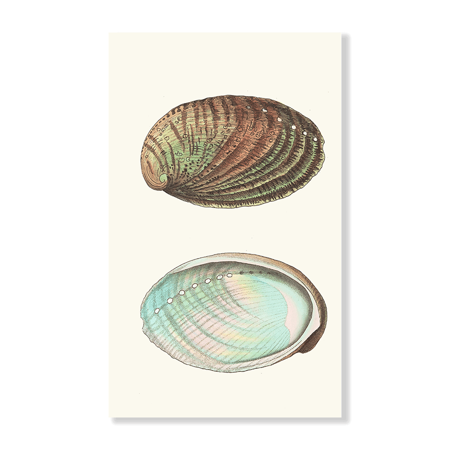 Tuberculated Haliotis - Jasper & Jute