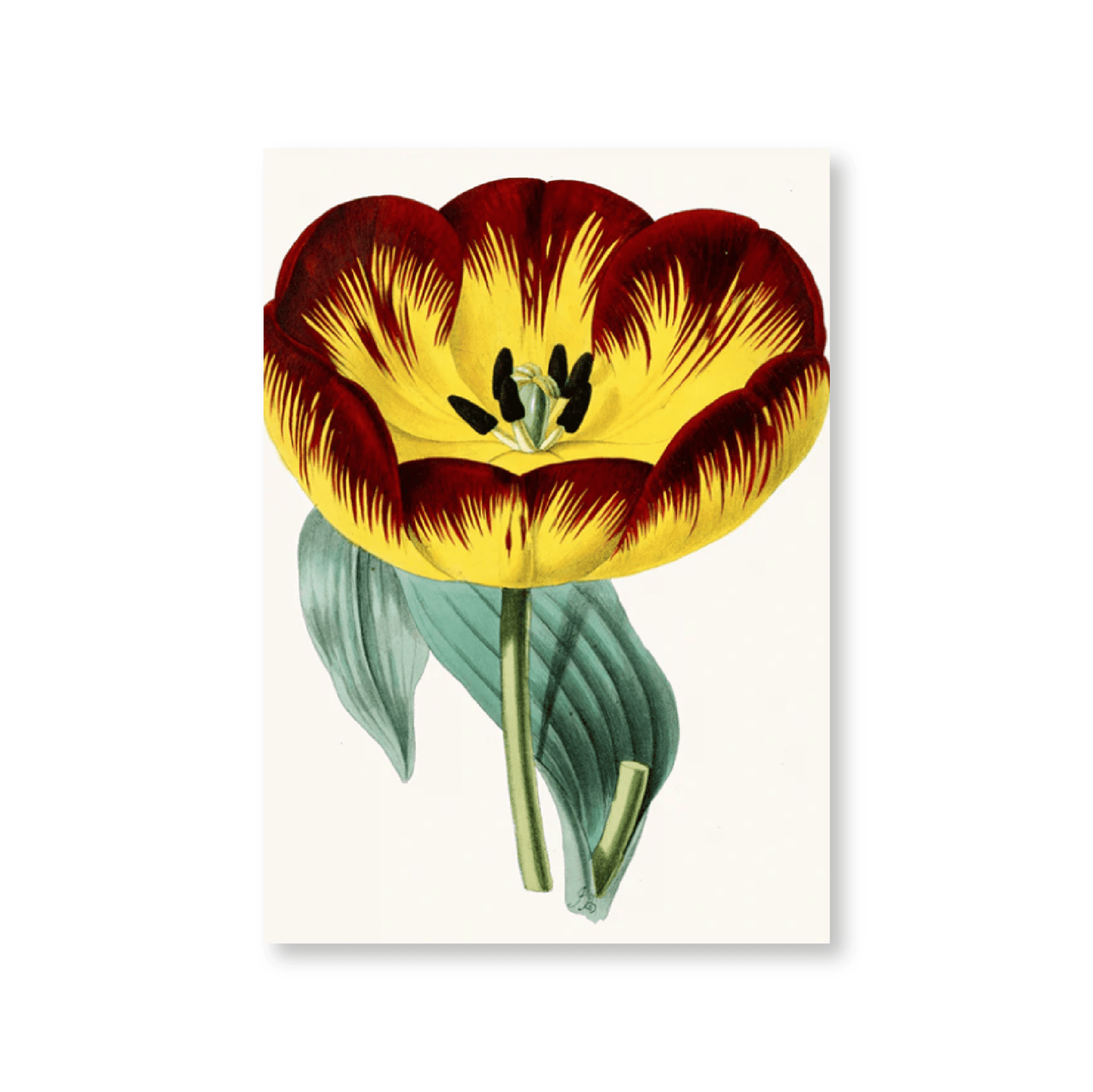 Tulip II - Jasper & Jute