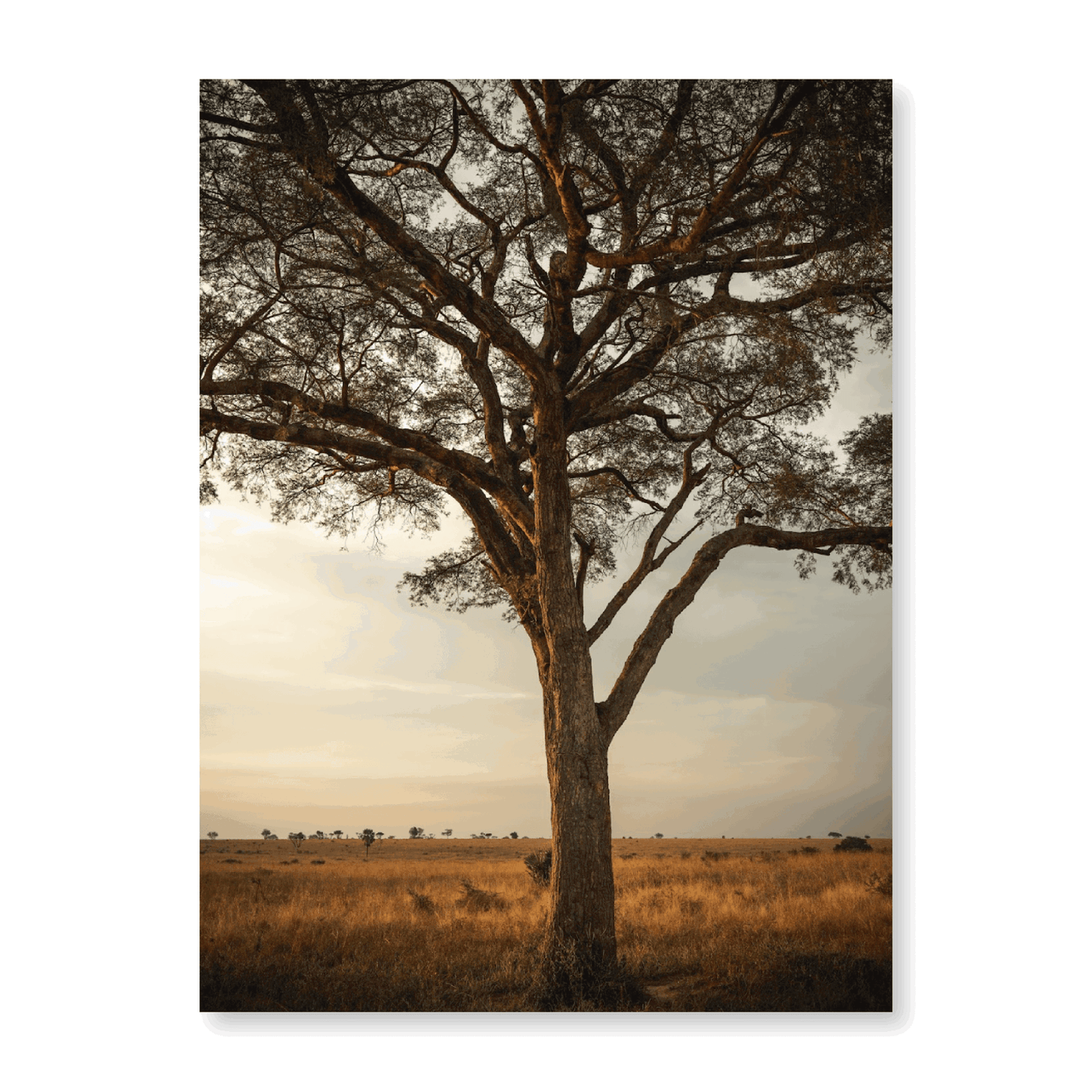 Uganda Tree - Jasper & Jute