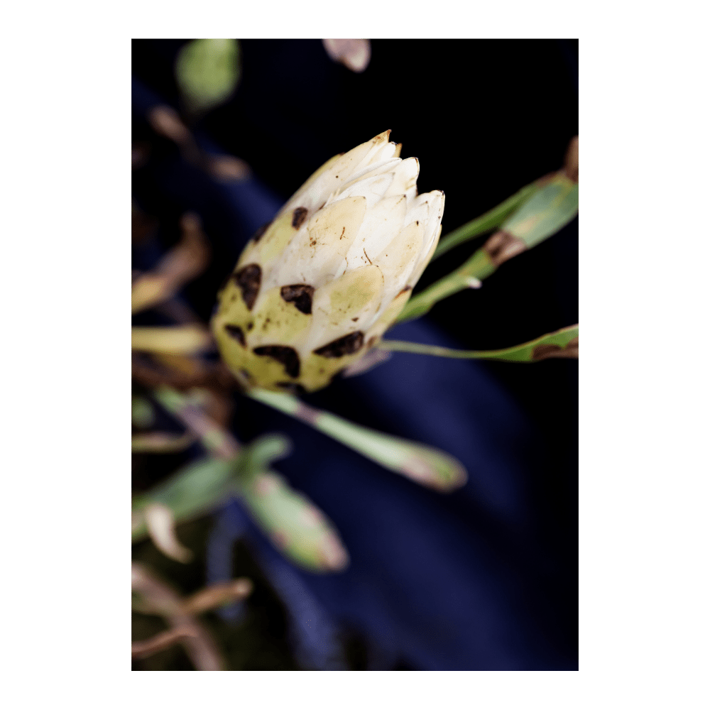 Ume