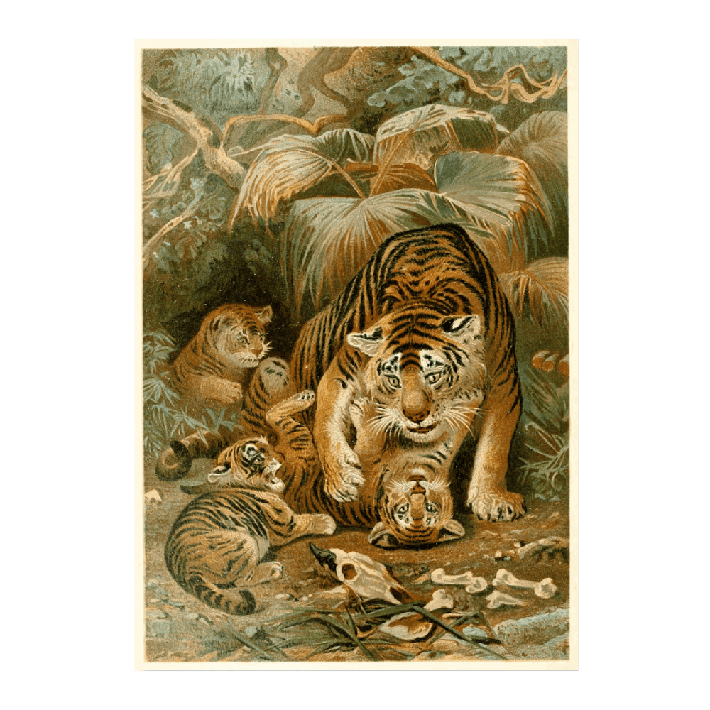 Tigress And Cubs