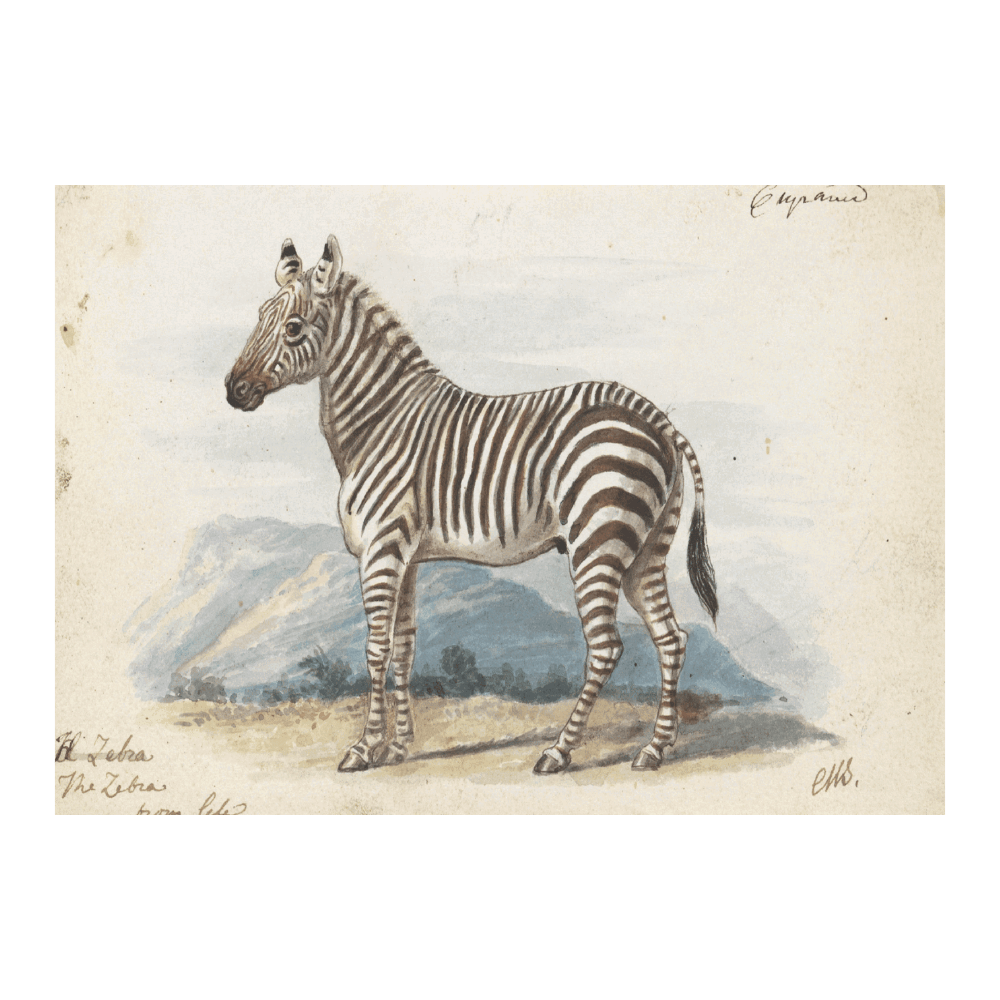 The Zebra (1837)