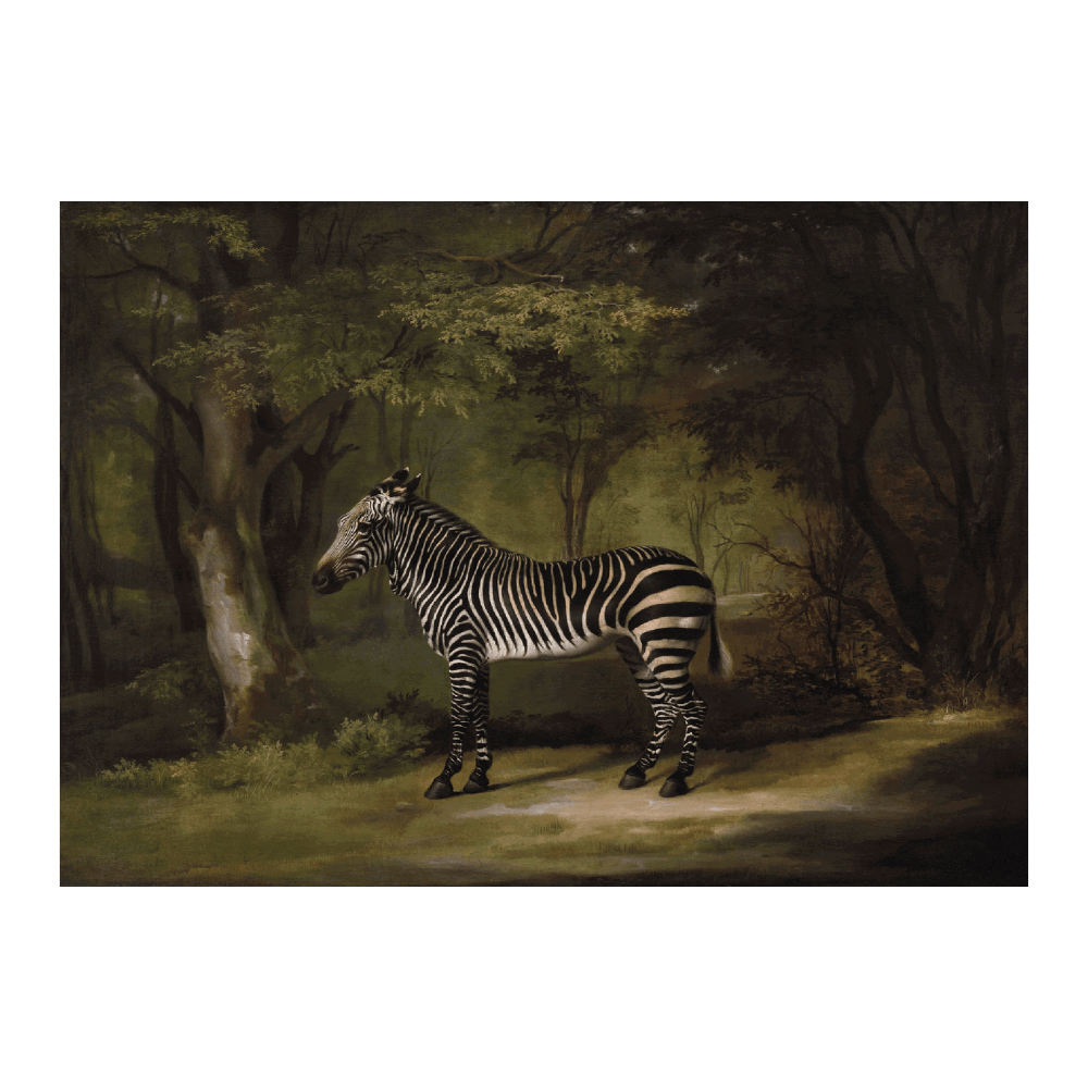 Zebra In The Woods