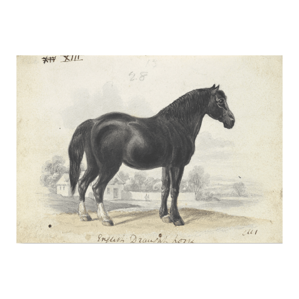 English Draught Horse (1837)