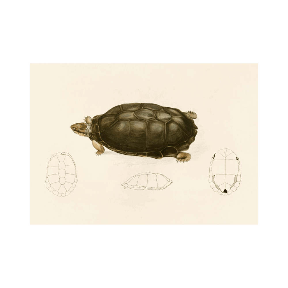 Sternotherus Sinuatus