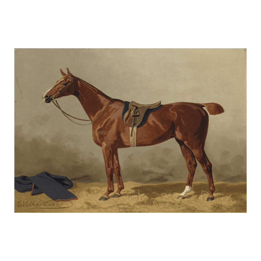 Gesatteltes Sportpferd (1895)