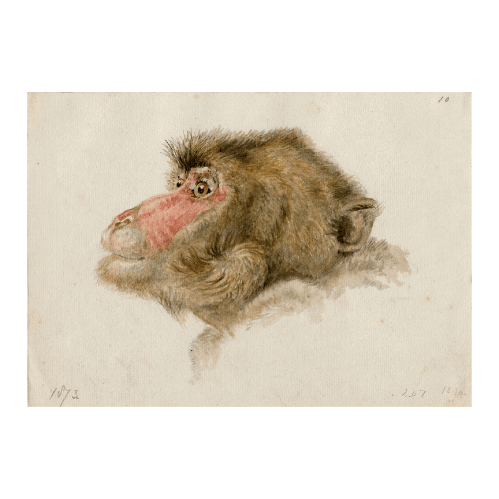 Head Of A Baboon (1873)