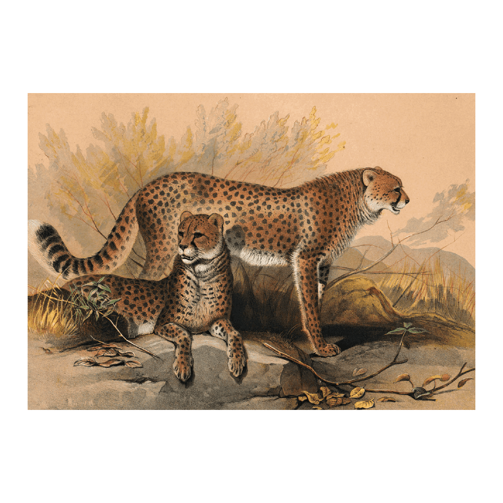 The Cheetah