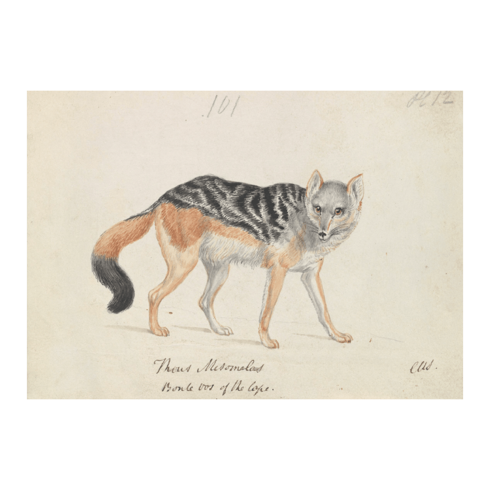 Black-Backed Jackal