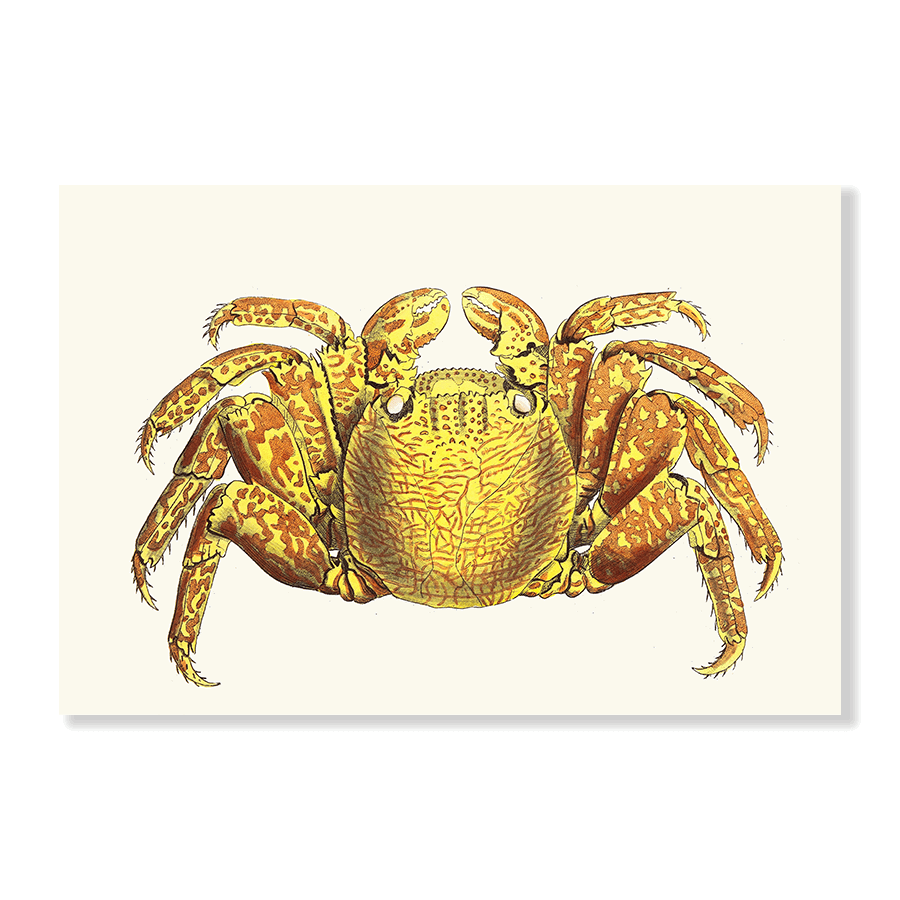 Variegated Crab - Jasper & Jute