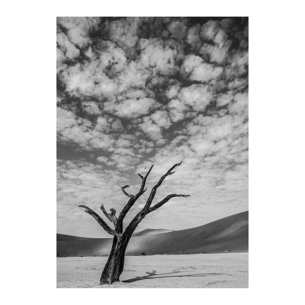 Vlei