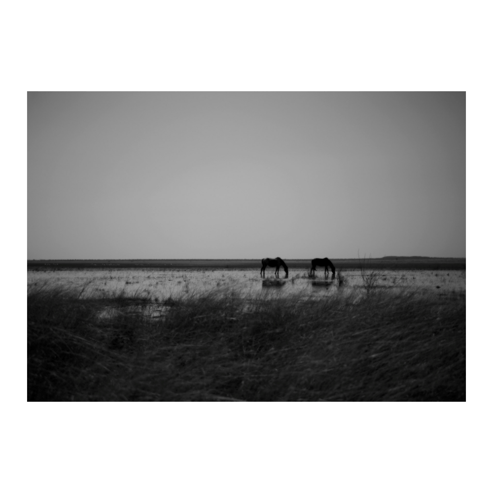 Water Grazing
