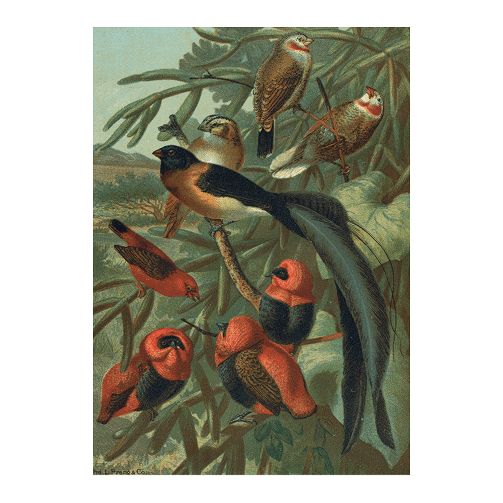 Weaver Birds II