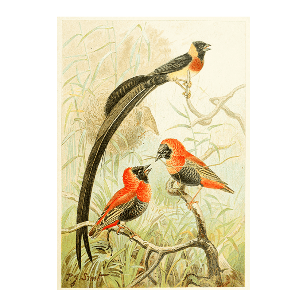 Weaver Birds