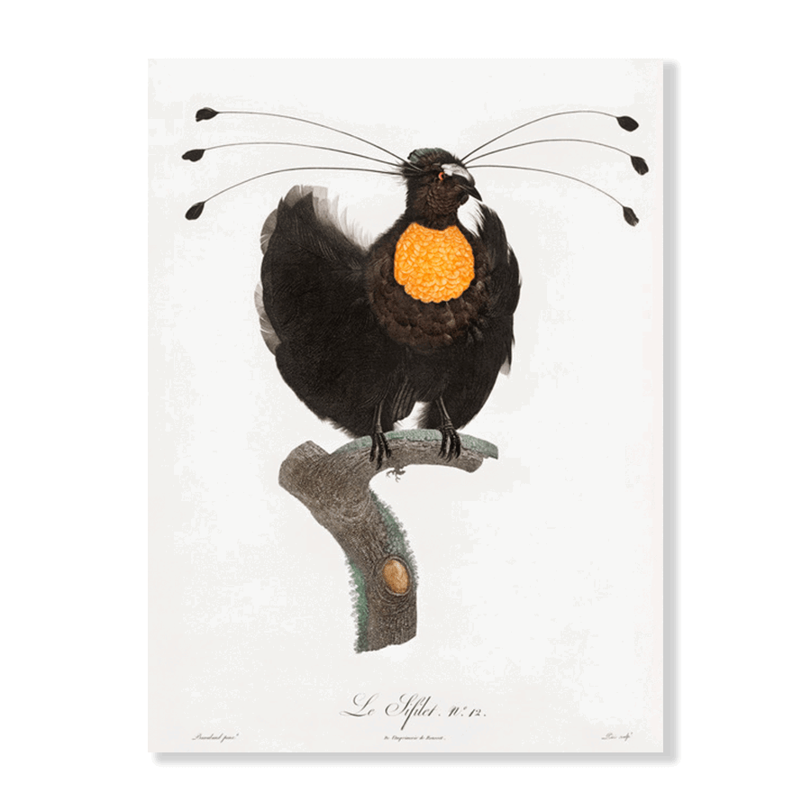 Western Parotia - Jasper & Jute