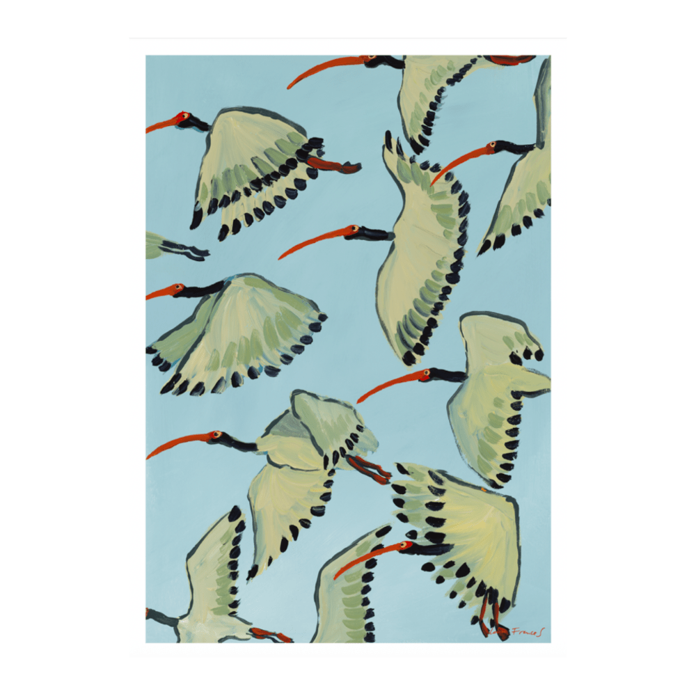 White Ibis in Flight