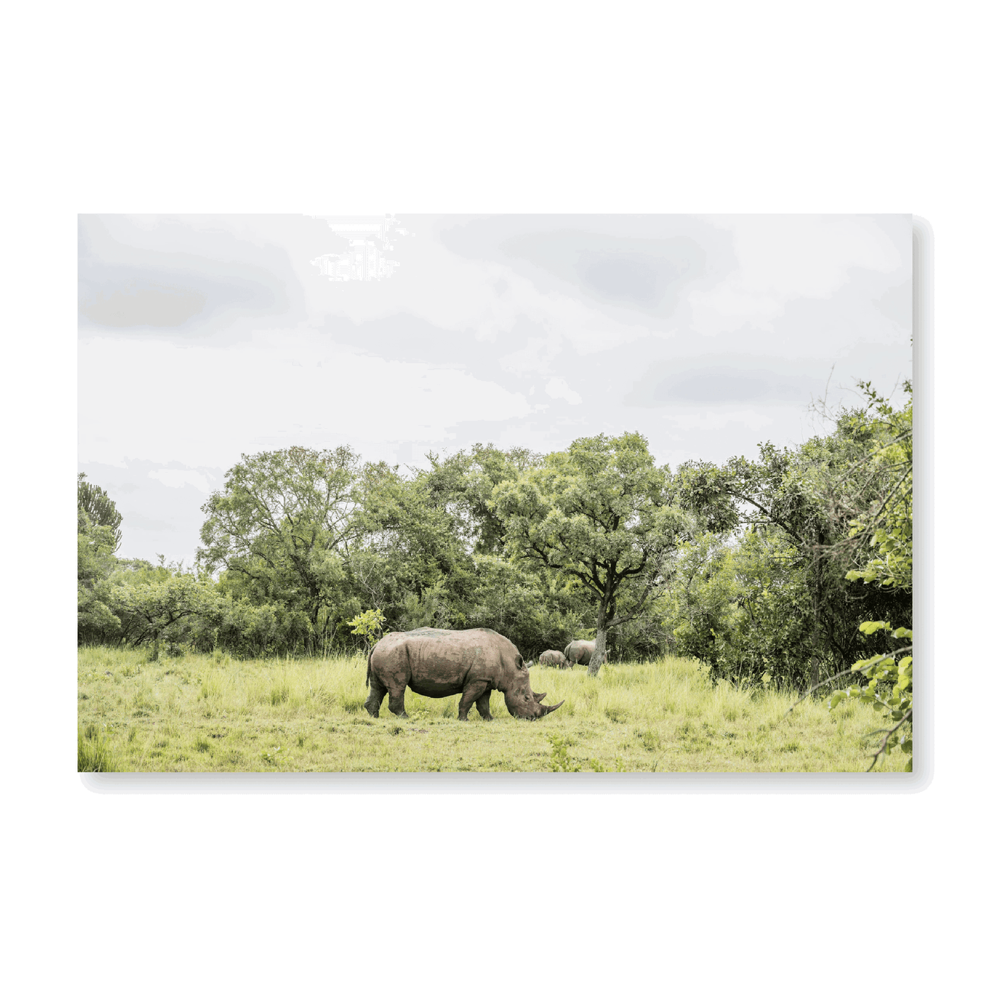 White Rhino - Jasper & Jute