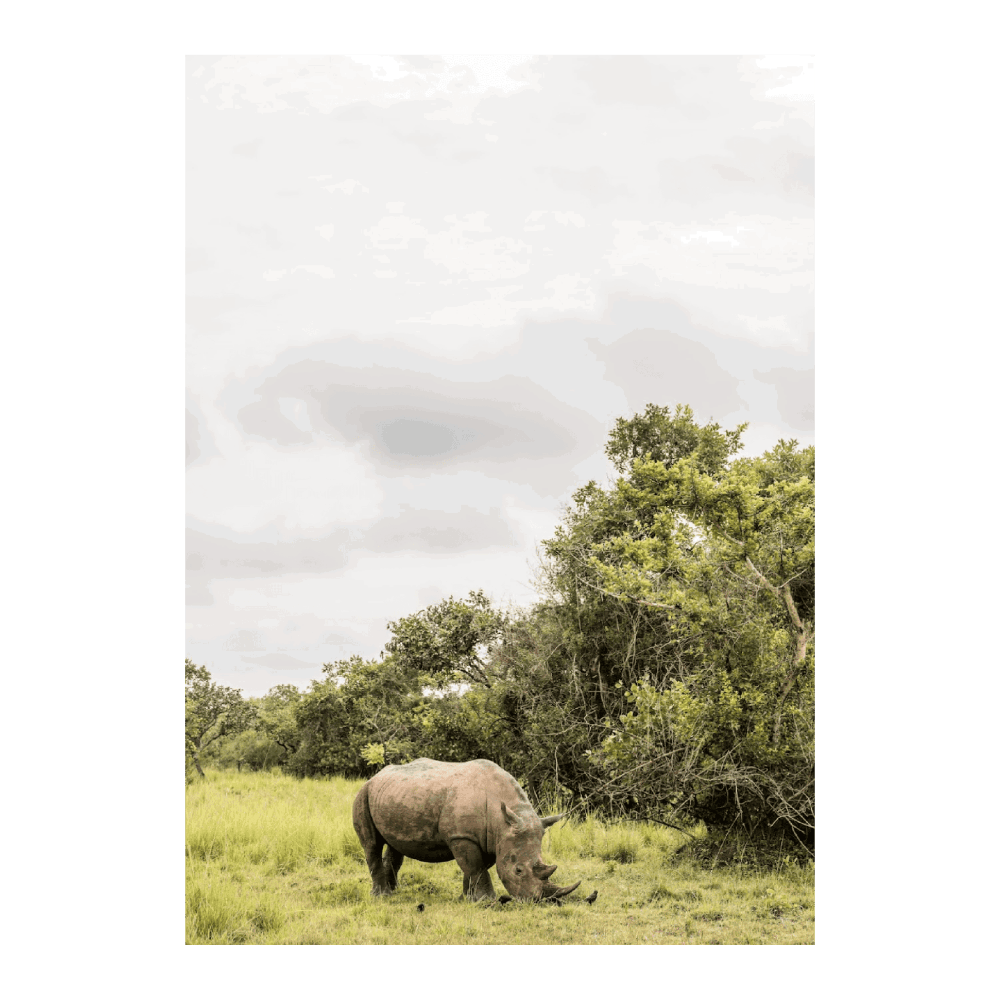 White Rhino In Uganda