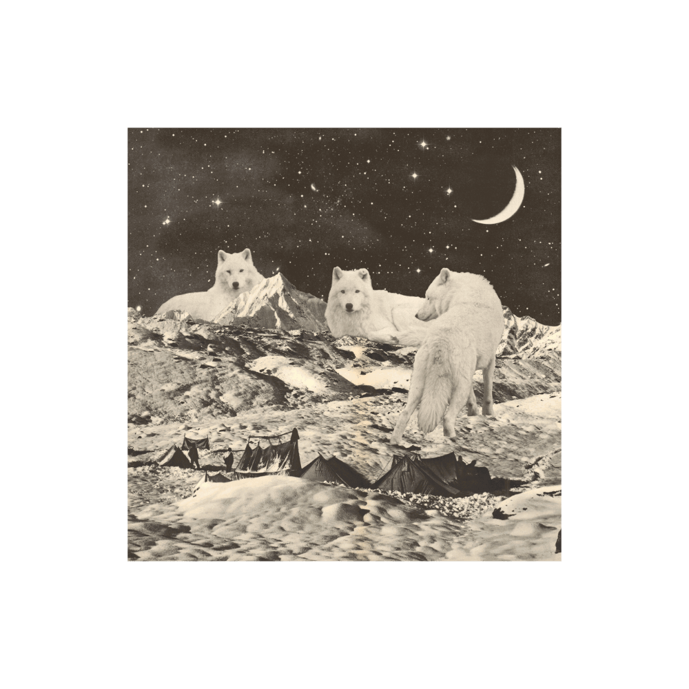 White Wolves