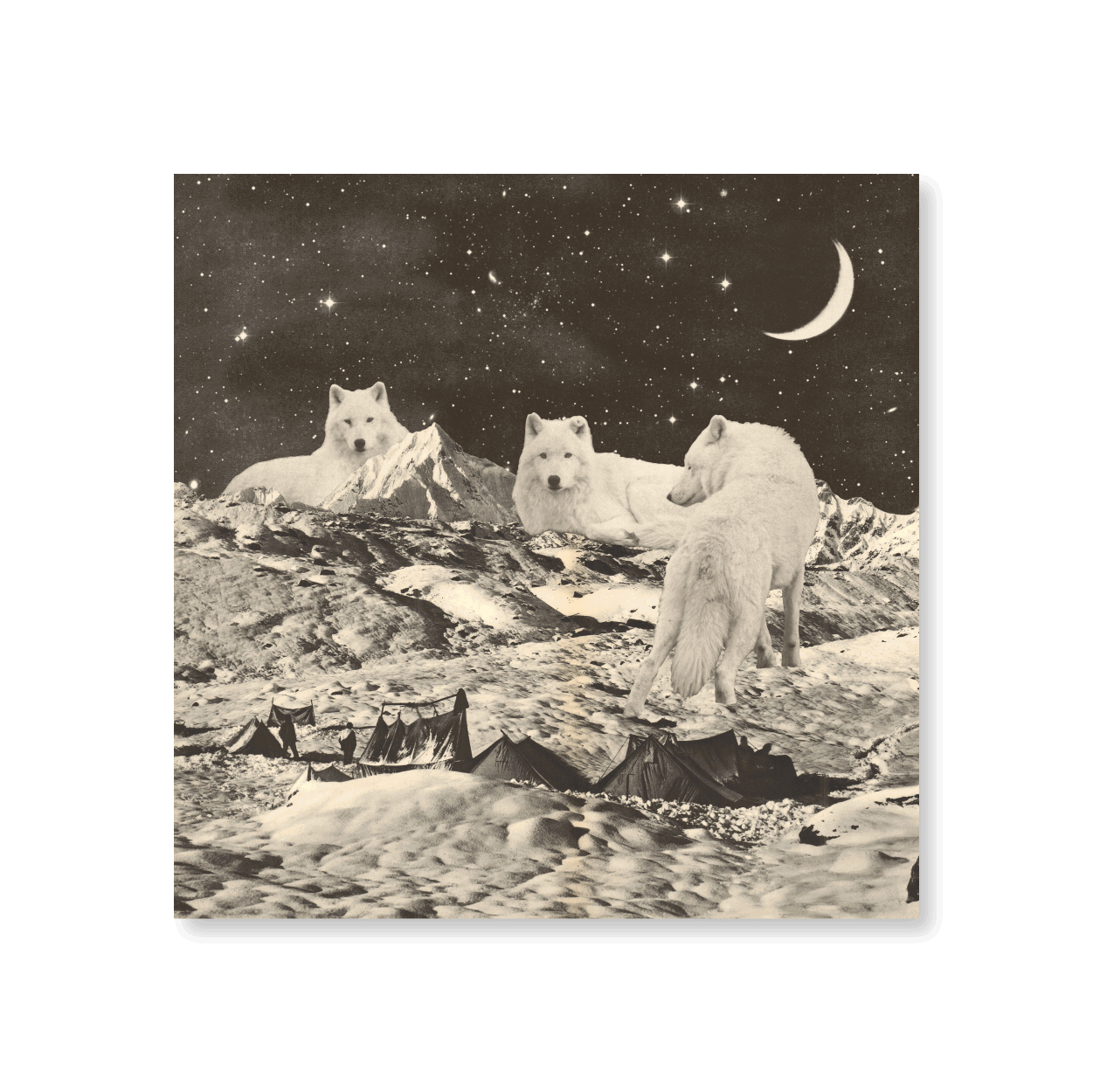 White Wolves - Jasper & Jute