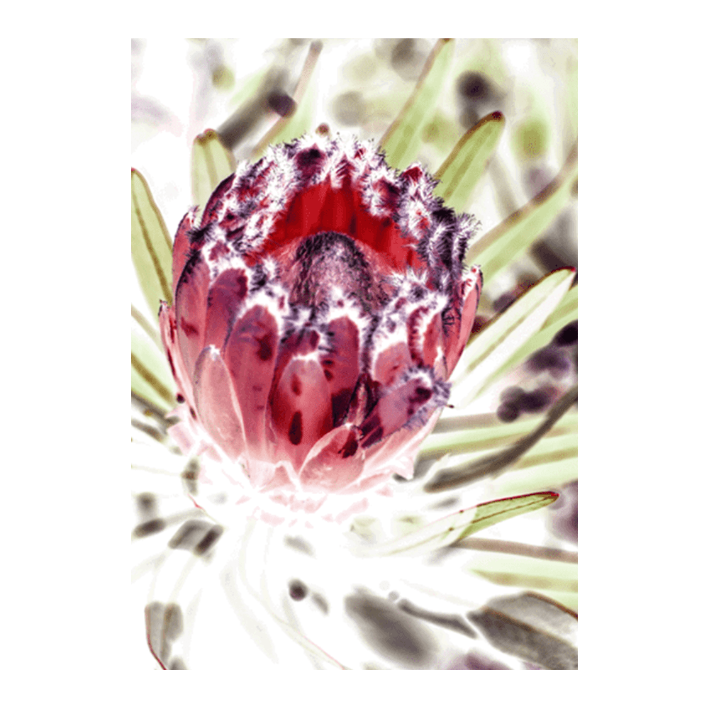 Wild Protea