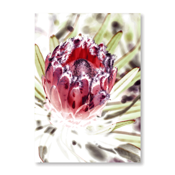 Wild Protea - Jasper & Jute