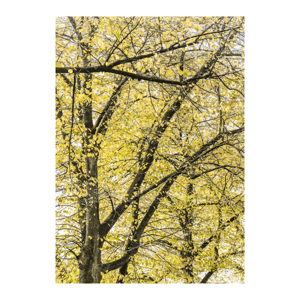 Yellow Autumn Leaves