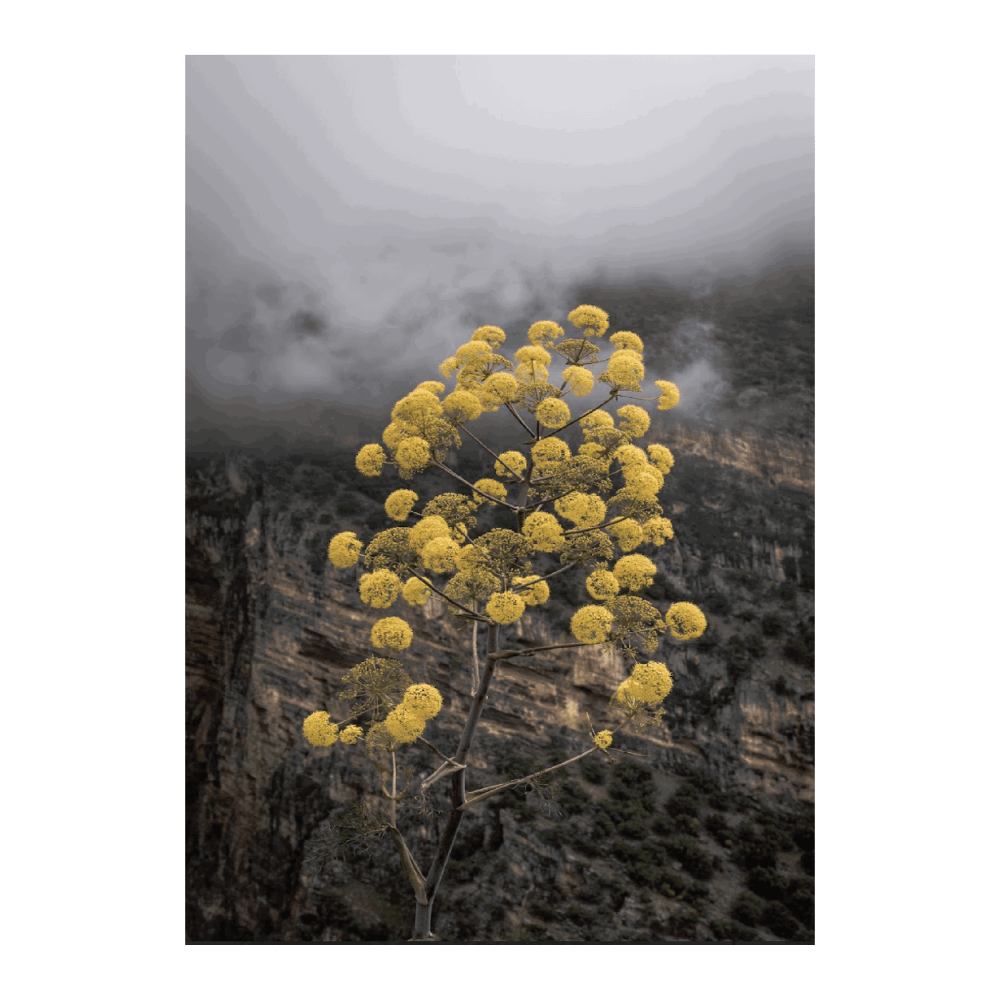 Yellow Flowers In The Mountains