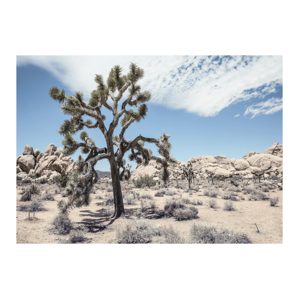Yucca