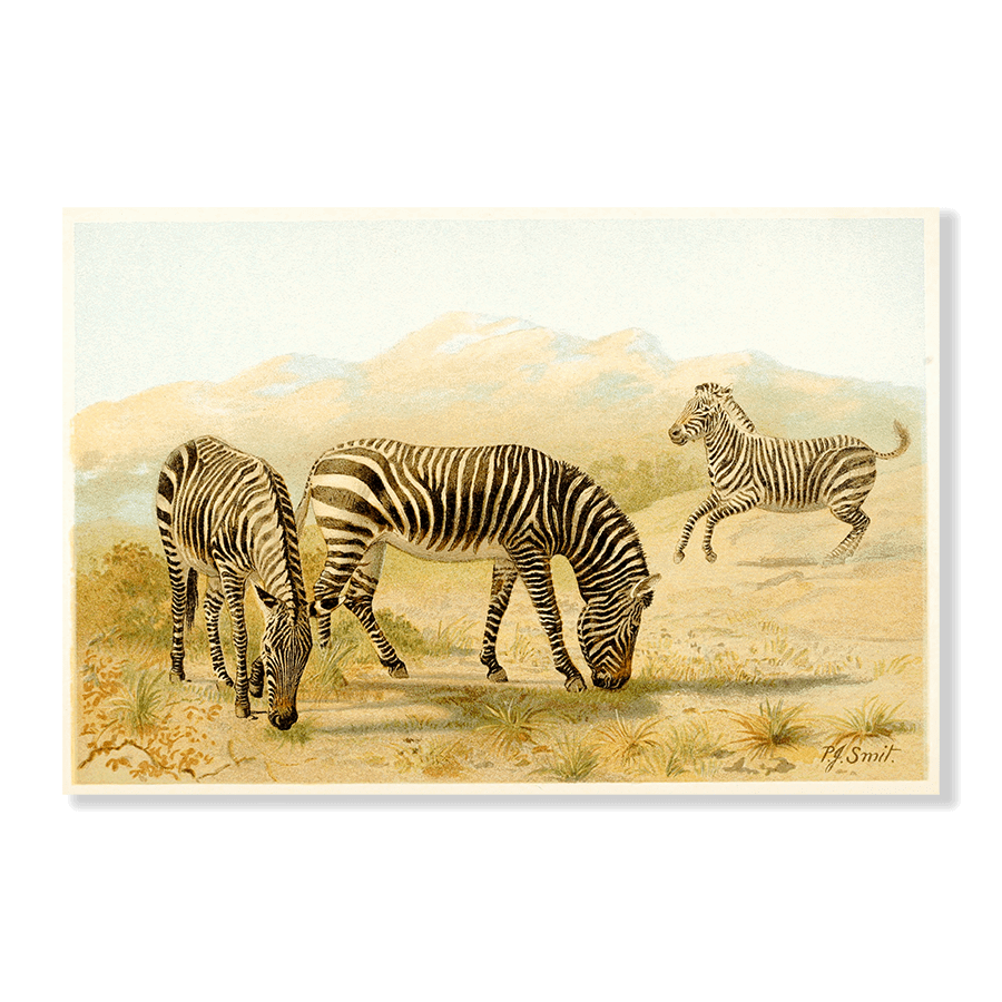 Zebra - Jasper & Jute