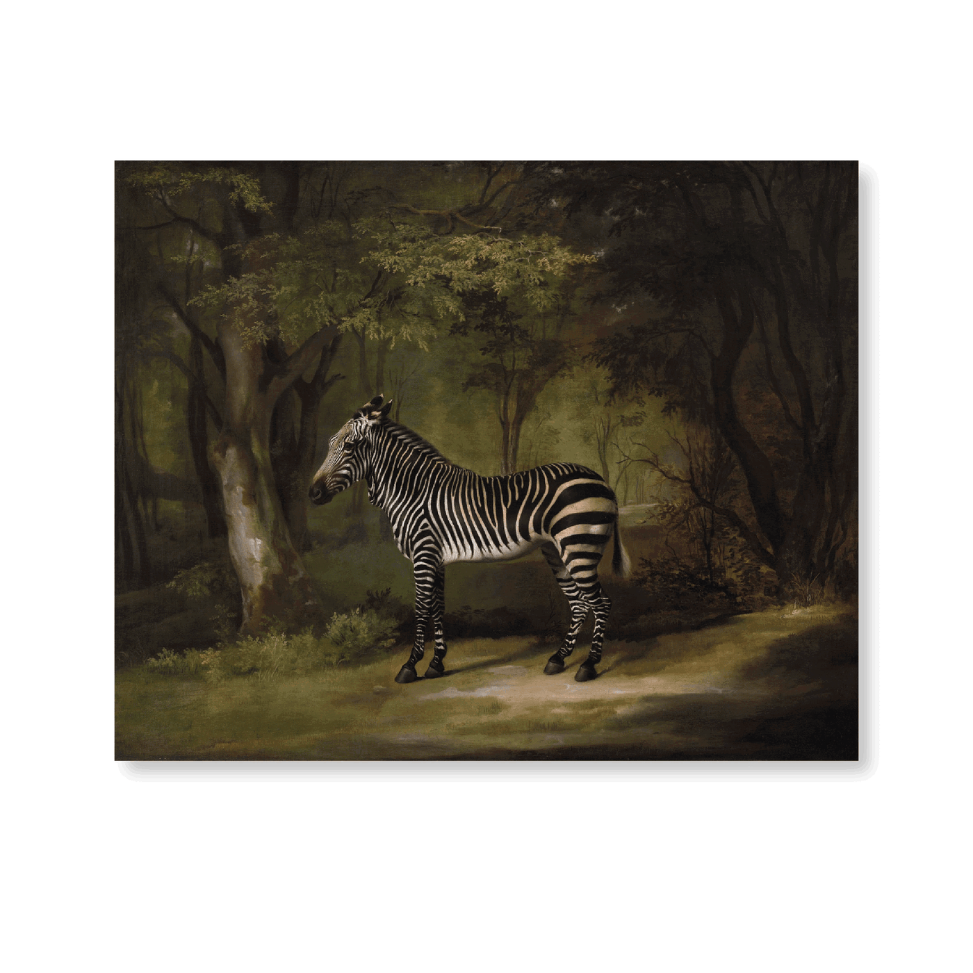 Zebra In The Woods - Jasper & Jute