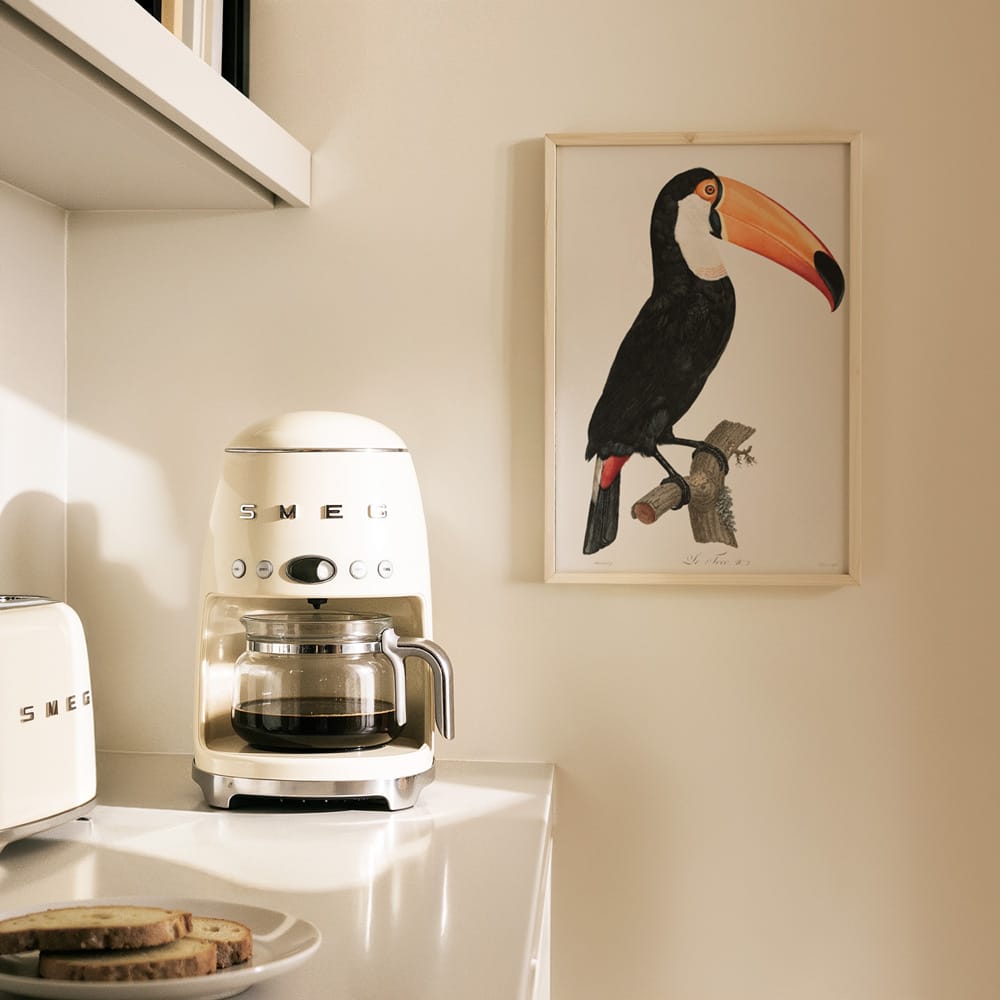 Toco Toucan