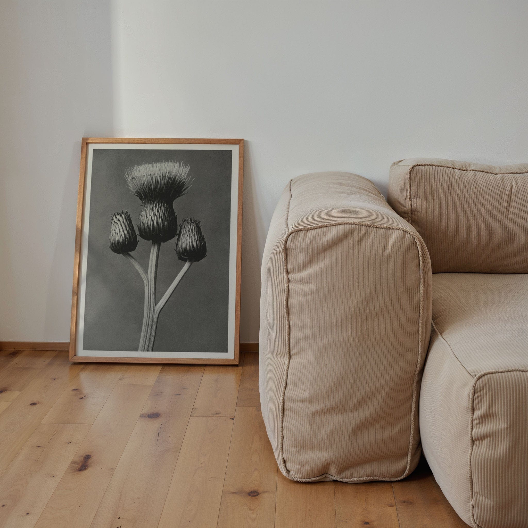 Karl Blossfeldt: "Cirsium Canum (Queen Anne Thistle)"