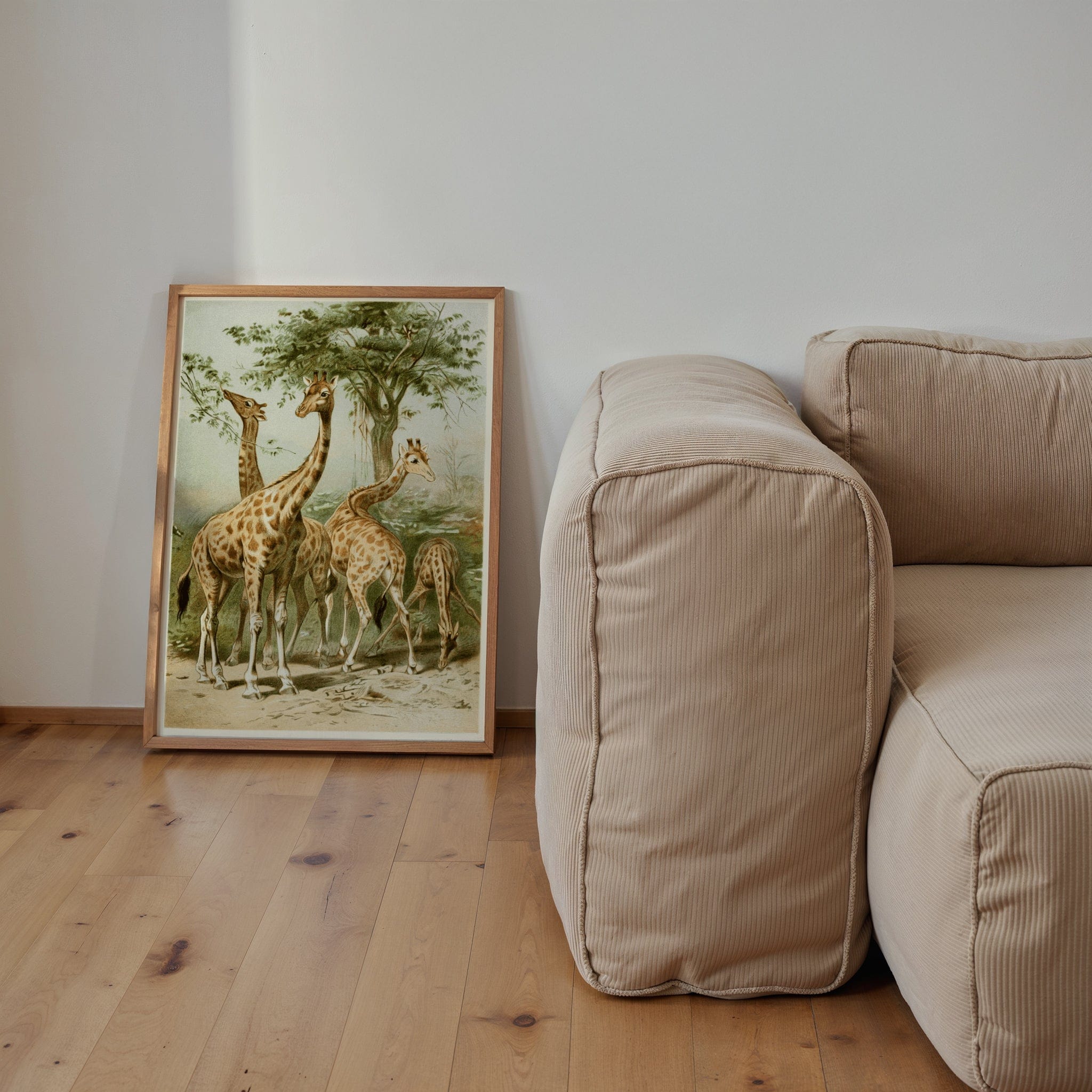 South African Giraffes