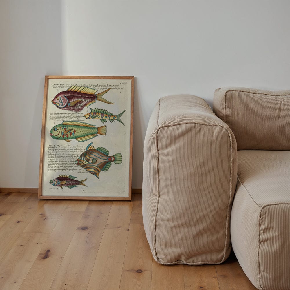 Poissons, Ecrevisses Et Crabes, De Diverses Couleurs Et Figures Extraordinaires