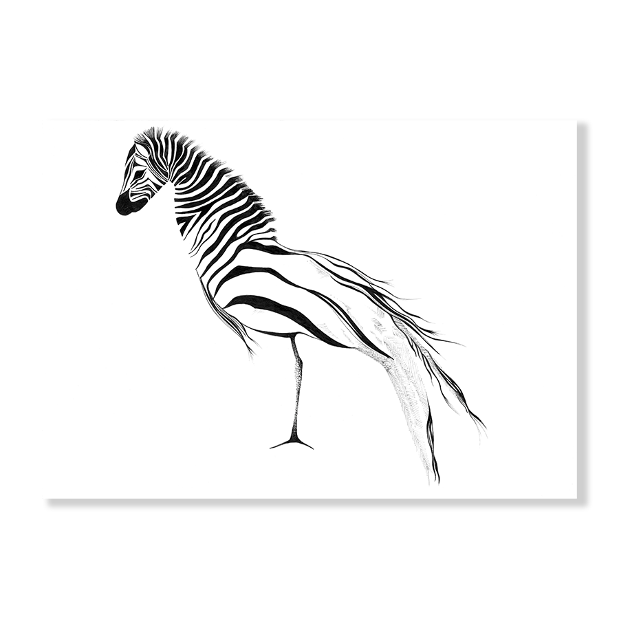 Zebra