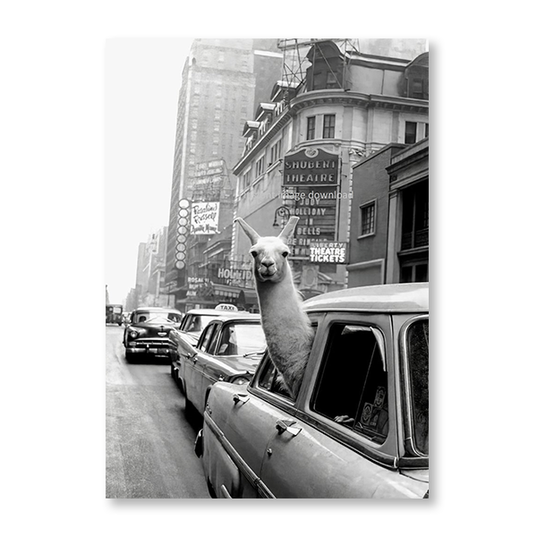Llama Riding NYC Taxicab
