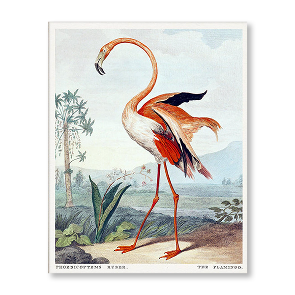 Romantic Flamingo