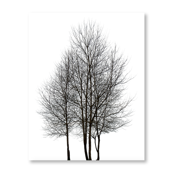 Winter Tree I