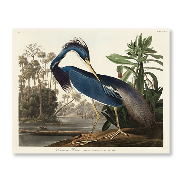 Audubon Louisiana Heron